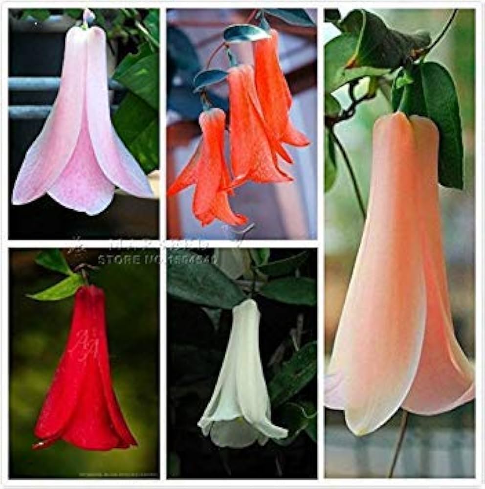 Chilean bellflowers (Lapageria rosea) grown from seeds with elegant, hanging pink blooms